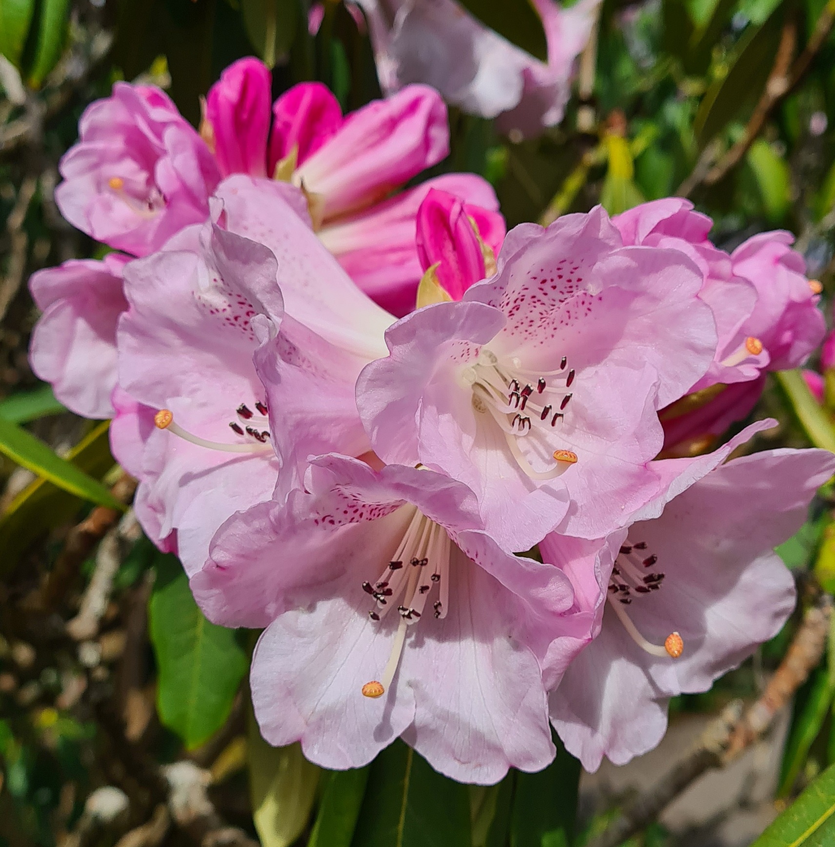 R. sutchuenense 'Seventh Heaven'